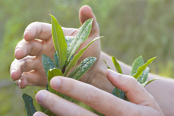 Image showing Male hands protecting a plant