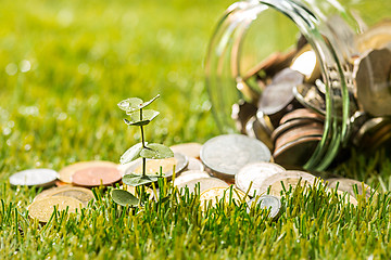 Image showing Plant growing in Coins glass jar for money on green grass