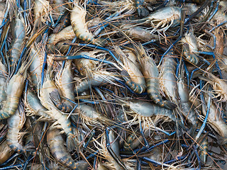 Image showing Giant river prawns