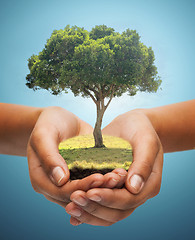 Image showing hands holding green oak tree over blue background