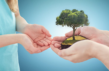 Image showing close up of father and girl hands with oak tree