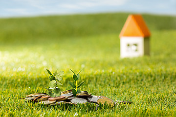 Image showing Plant growing in Coins glass jar for money on green grass