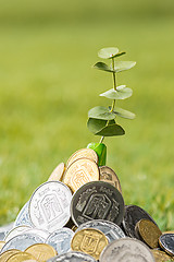 Image showing Coins on grass