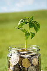 Image showing Plant growing in Coins glass jar for money on green grass