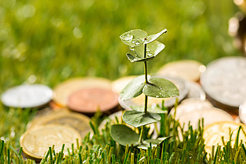 Image showing Plant growing in Coins glass jar for money on green grass