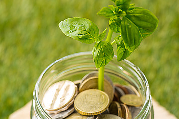 Image showing Plant growing in Coins glass jar for money on green grass