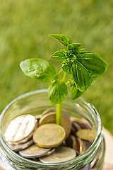 Image showing Plant growing in Coins glass jar for money on green grass