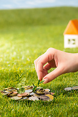 Image showing Plant growing in Coins glass jar for money on green grass