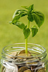 Image showing Plant growing in Coins glass jar for money on green grass