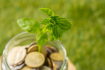 Image showing Plant growing in Coins glass jar for money on green grass