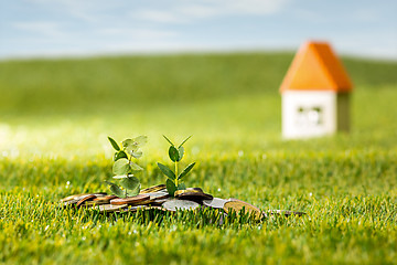 Image showing Plant growing in Coins glass jar for money on green grass