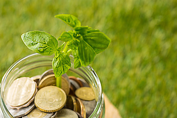 Image showing Plant growing in Coins glass jar for money on green grass