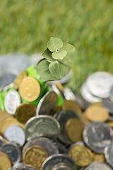 Image showing Coins on grass