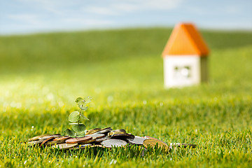 Image showing Plant growing in Coins glass jar for money on green grass