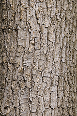 Image showing Tree bark