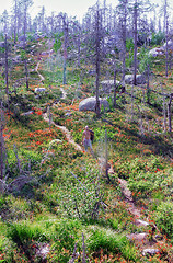Image showing Mystic Dry Forest