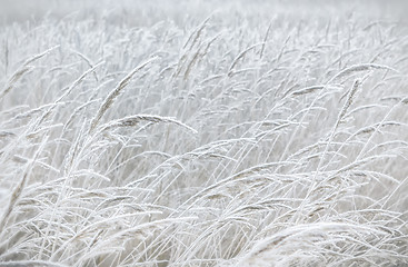 Image showing Blurred Pastel Winter Background