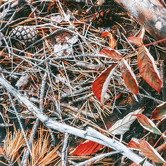 Image showing Blurred Natural Autumn Background