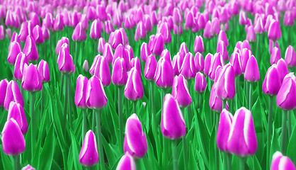 Image showing Soft Blur Purple Tulips Field