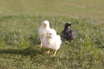 Image showing Newborn chicken on a meadow