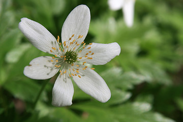 Image showing White anemone