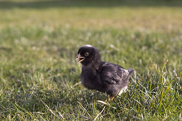 Image showing Black newborn chicken on a meadow