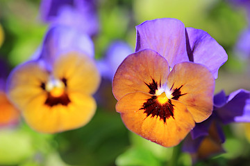Image showing Colorful Pansies In Garden 