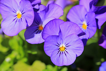 Image showing Purple Pansies In Spring Garden