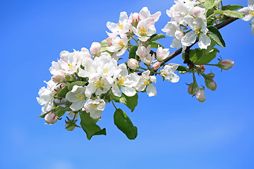 Image showing White Flowers of Apple Tree and Blue Sky