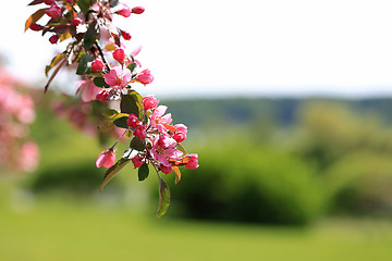 Image showing Spring Background with Pink Apple Tree Flowers