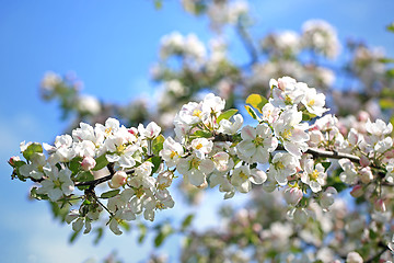 Image showing White Apple Tree Flowers Against Blue Sky