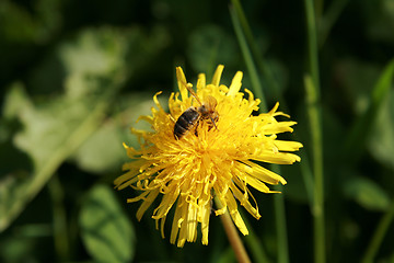 Image showing Flower and bee