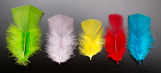 Image showing multicolor feathers