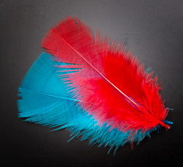 Image showing two feathers