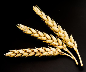 Image showing wheat ears