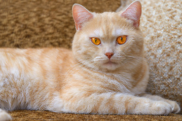 Image showing Red cat