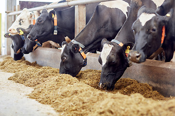 Image showing herd of cows eating hay in cowshed on dairy farm