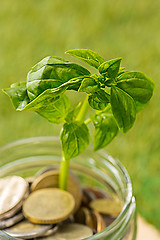 Image showing Plant growing in Coins glass jar for money on green grass