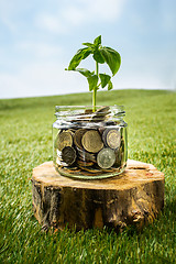 Image showing Plant growing in Coins glass jar for money on green grass