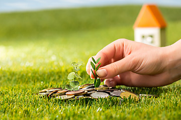 Image showing Plant growing in Coins glass jar for money on green grass