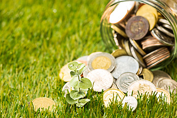 Image showing Plant growing in Coins glass jar for money on green grass