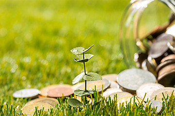 Image showing Plant growing in Coins glass jar for money on green grass