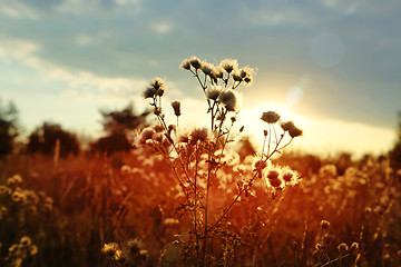 Image showing sunset over field of wild land