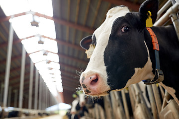 Image showing herd of cows in cowshed on dairy farm