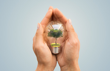 Image showing hands holding light bulb with tree inside