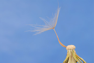 Image showing Dandelion