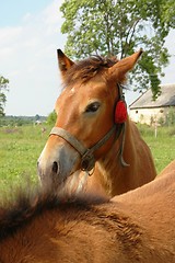 Image showing Horse