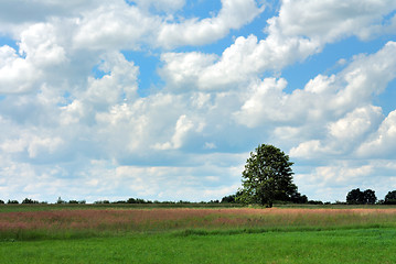 Image showing Summer Landscape