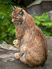 Image showing Lynx in Natural Environment