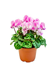 Image showing Cyclamen pink in pot